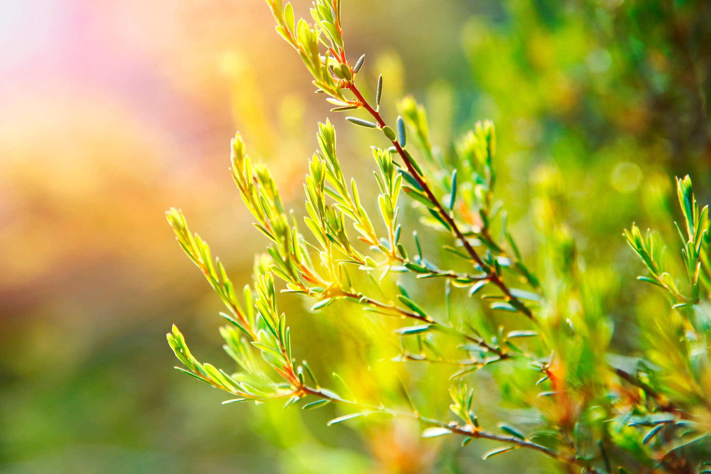 Tea Tree Essential Oil