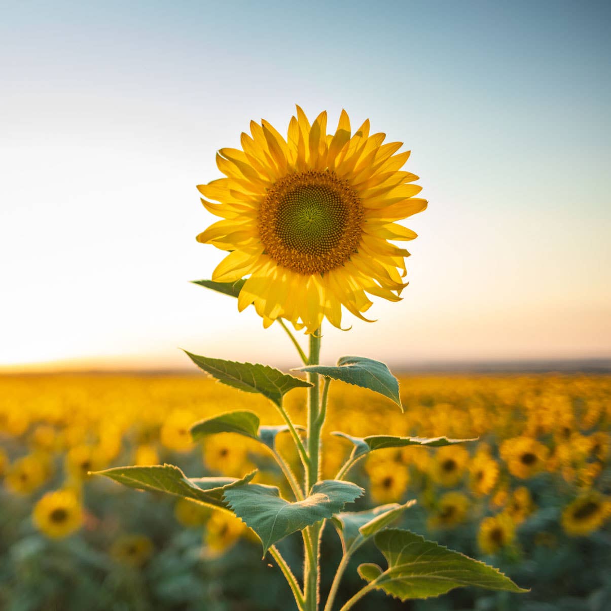 Organic Sunflower Oil - 100% Pure Oil