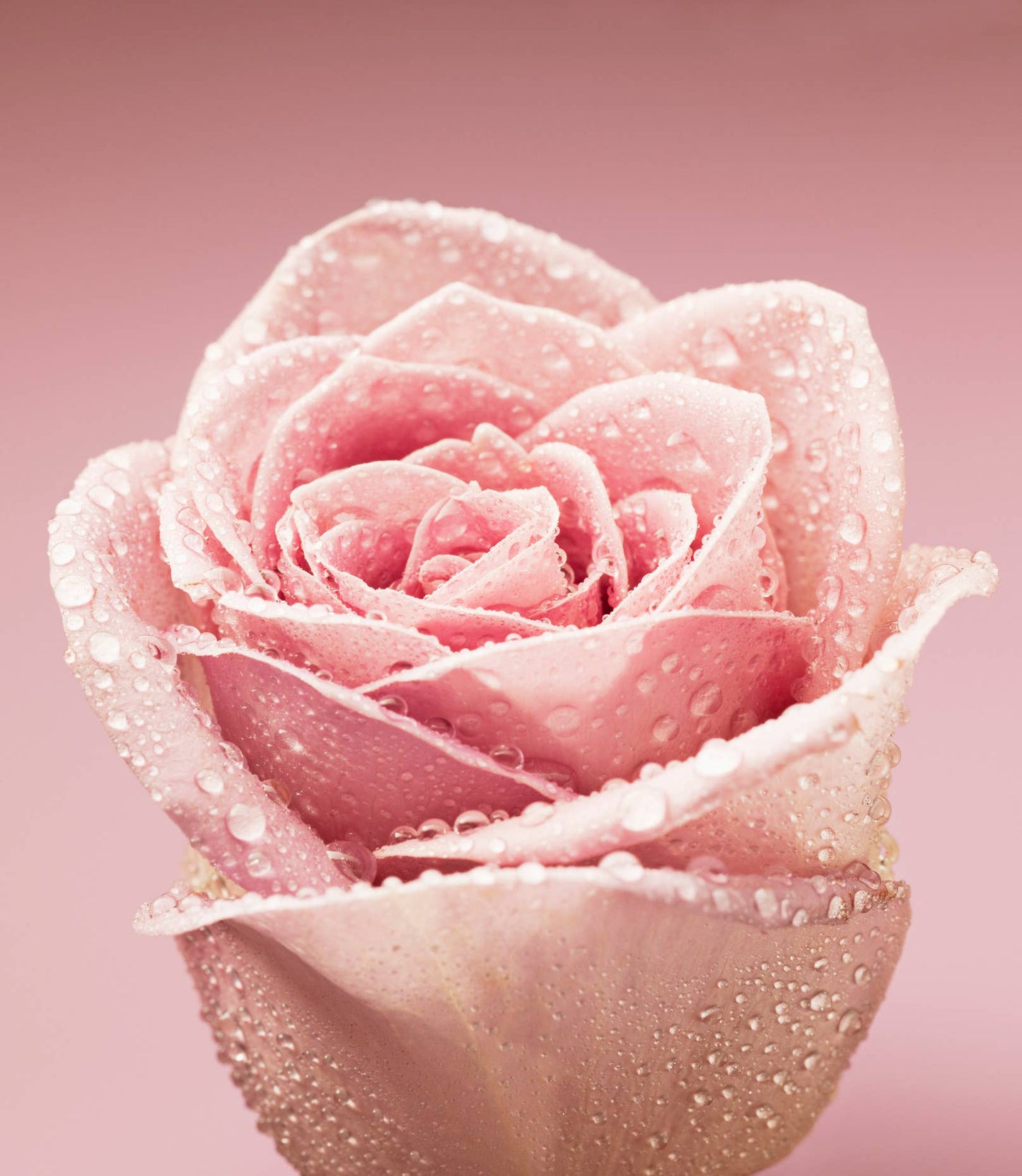 Rose Water (Hydrosol) - 100% Pure