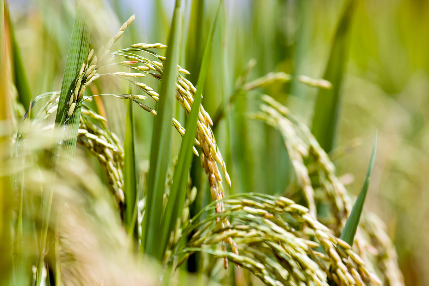 Rice Bran Oil - 100% Pure Oil